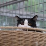 FRIPOUILLE- FIV- SOS !