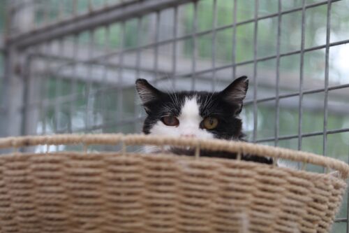 FRIPOUILLE- FIV- SOS !