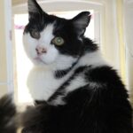 FRIPOUILLE- FIV- SOS !